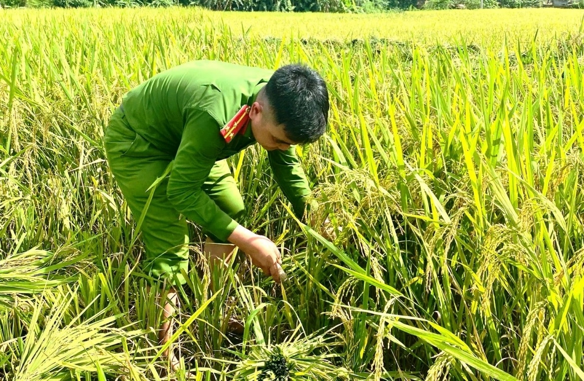 when police officers head to the field to lend a helping hand to farmers picture 2