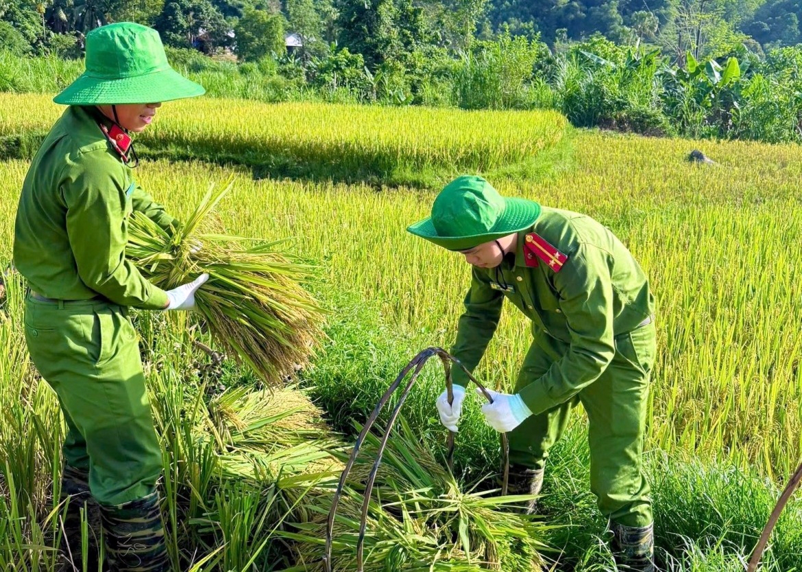 when police officers head to the field to lend a helping hand to farmers picture 9