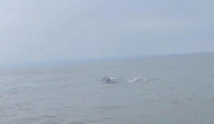 rare pink dolphins appear off do son beach in hai phong picture 1