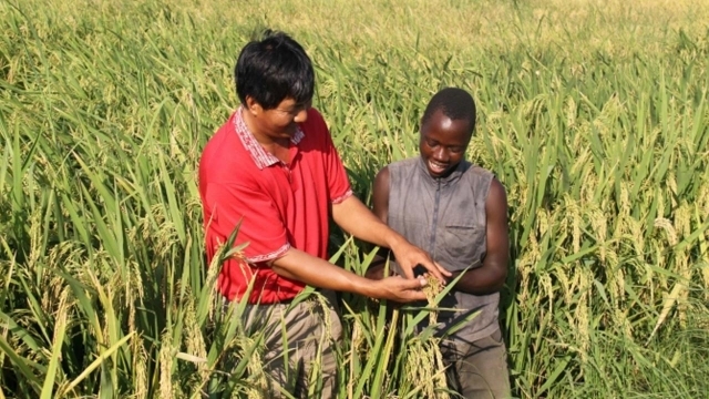 vietnam looks to stronger ties with africa for sustainable development picture 1