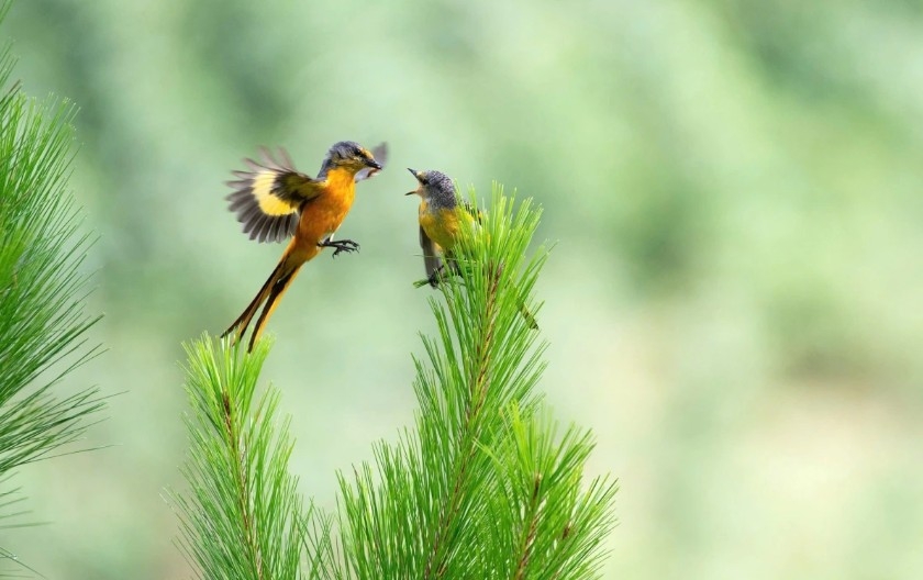 vietnam birdrace 2026 connects birdwatchers and nature lovers picture 2