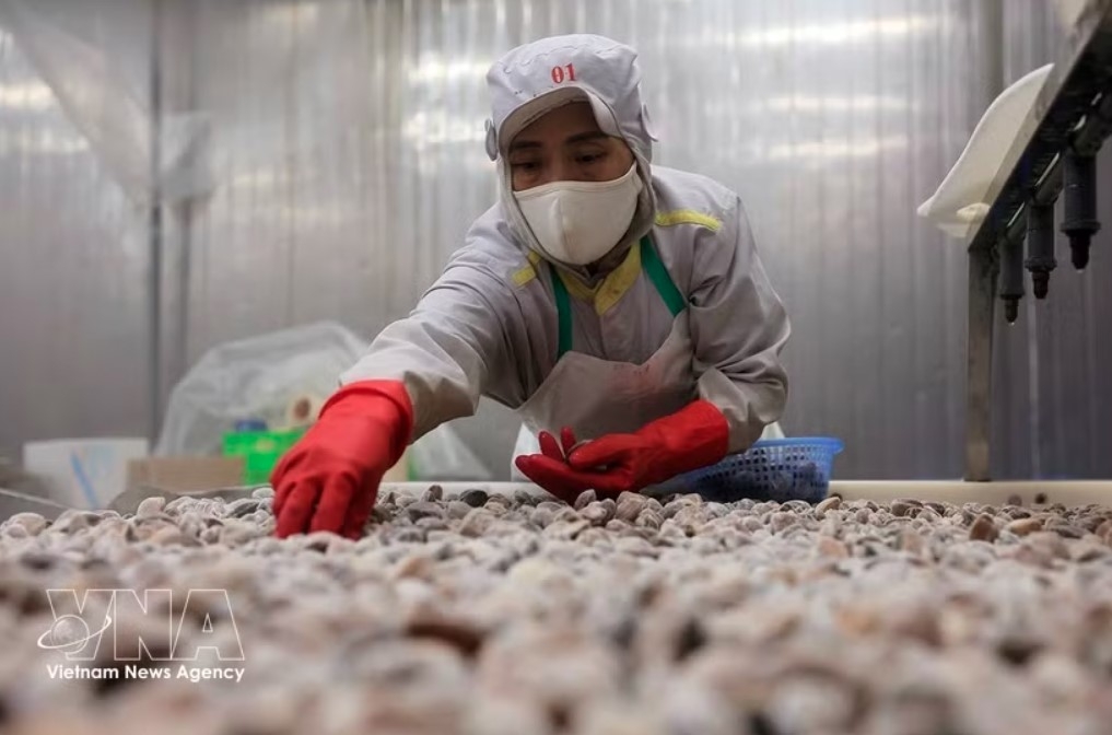 vasep orders emergency compliance after us puts vietnam on top ip watch list picture 1