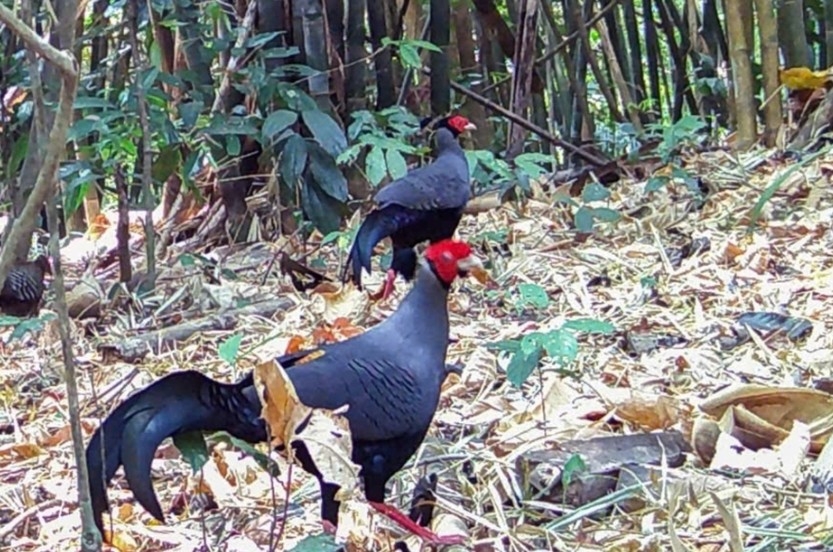 chu mom ray national park in quang ngai records more rare wild fowl species picture 1
