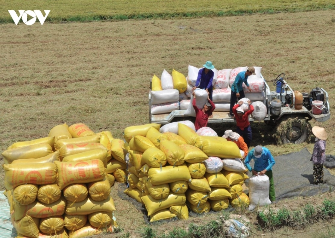 vietnam rice export prices recover as philippine demand returns picture 1