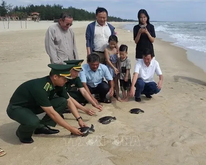three rare sea turtles released back into the sea off quang tri province picture 1