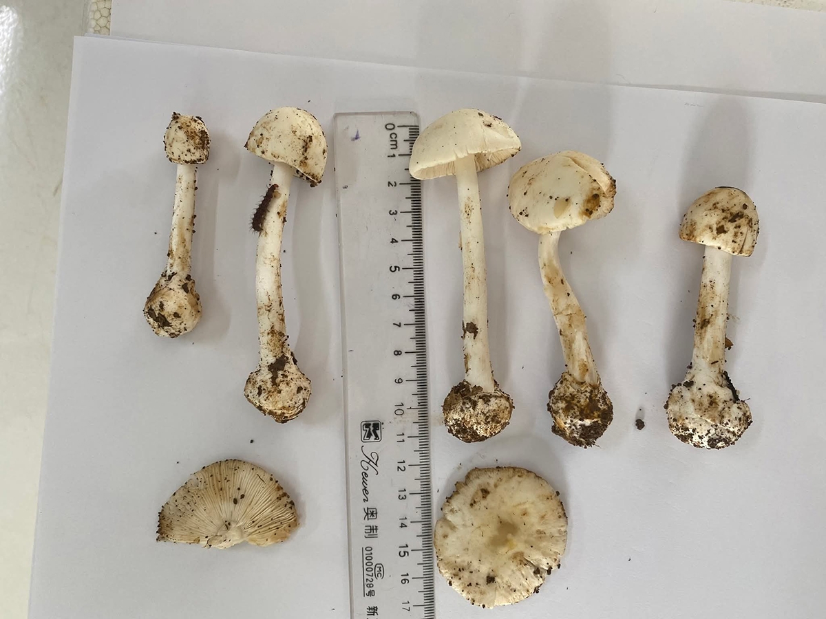 5 nguoi o son la nhap vien, 1 nguoi tu vong nghi an canh nam hinh anh 1