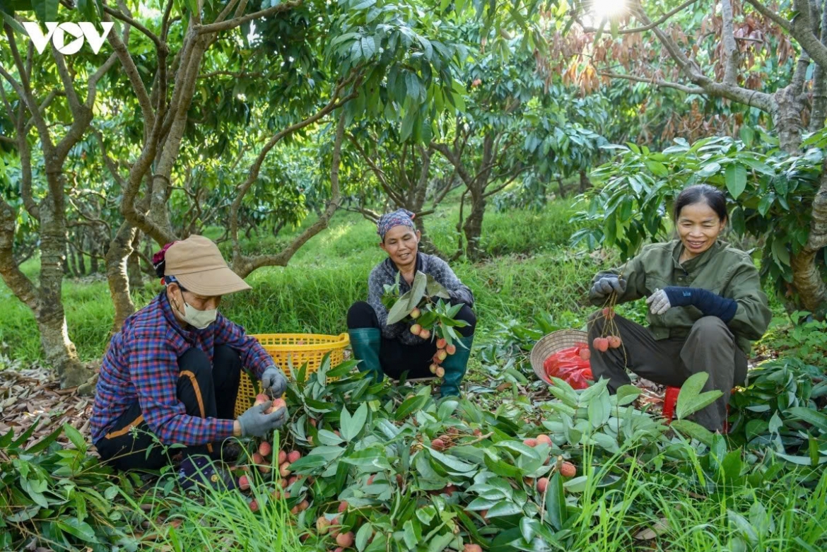 early lychee harvest begins in bac ninh amid peak heatwave picture 10