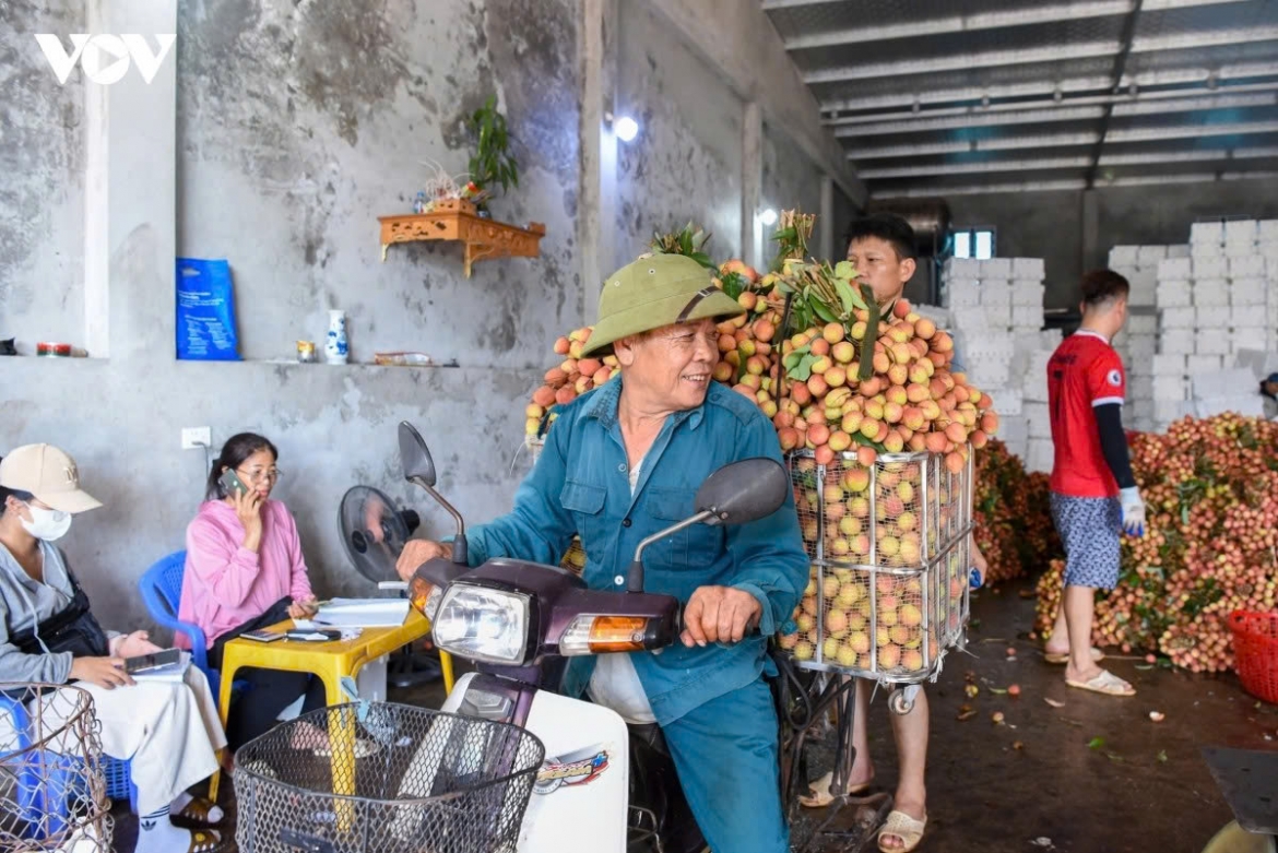 early lychee harvest begins in bac ninh amid peak heatwave picture 13