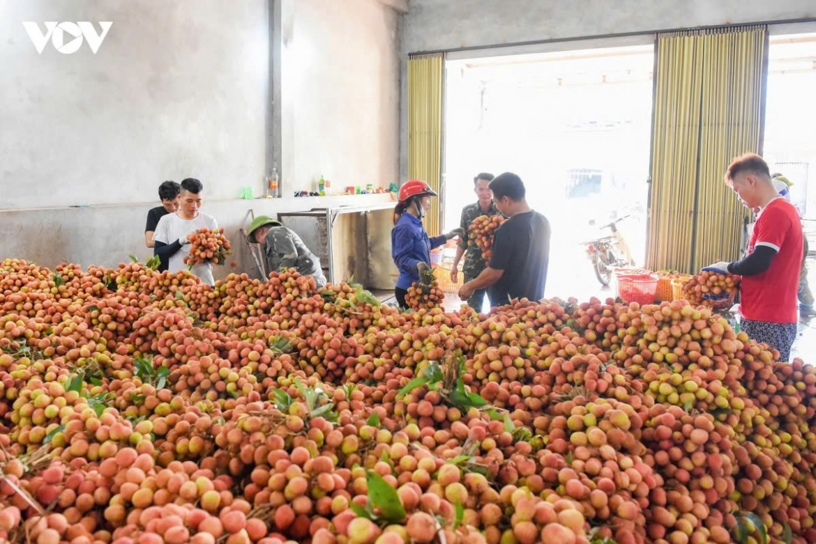 early lychee harvest begins in bac ninh amid peak heatwave picture 15