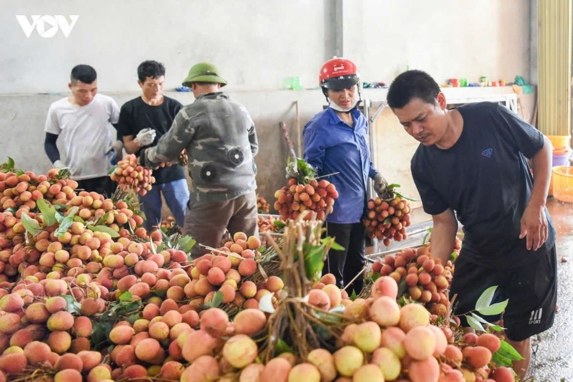 early lychee harvest begins in bac ninh amid peak heatwave picture 16