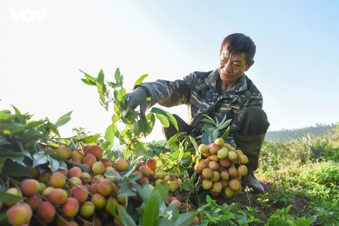 early lychee harvest begins in bac ninh amid peak heatwave picture 2