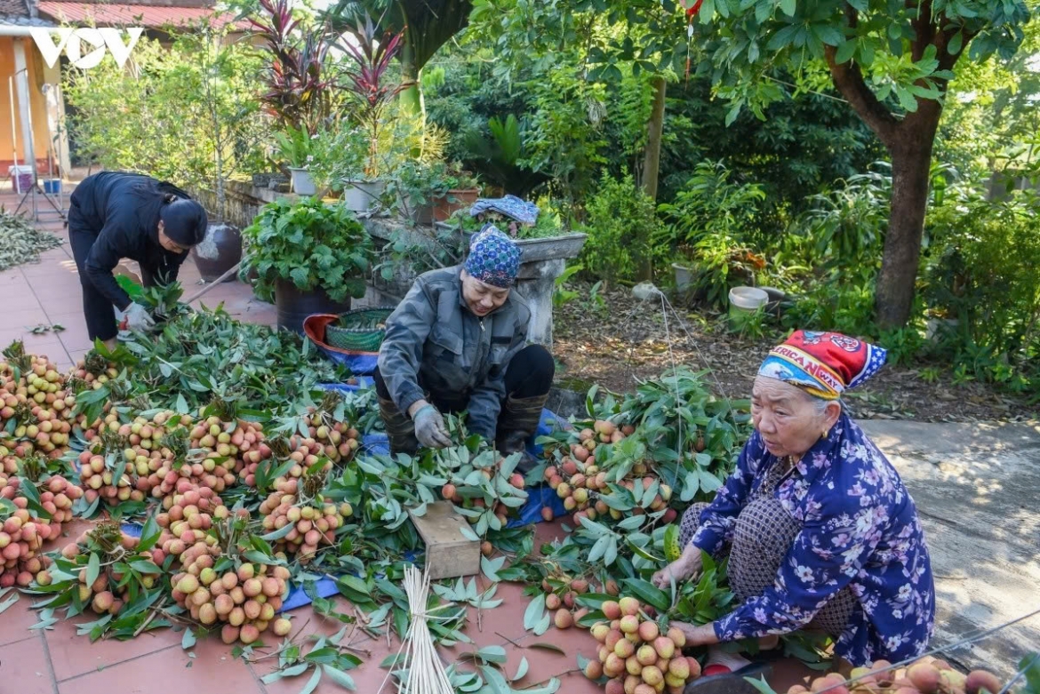 early lychee harvest begins in bac ninh amid peak heatwave picture 5