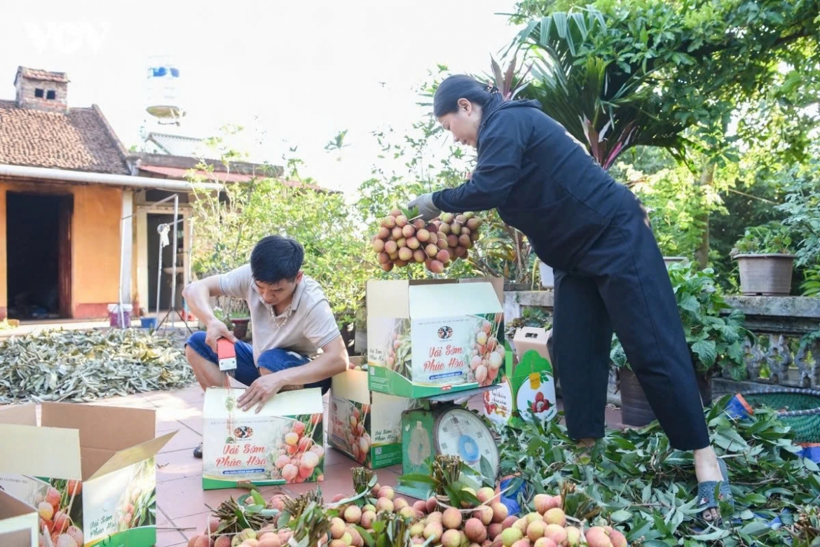 early lychee harvest begins in bac ninh amid peak heatwave picture 6