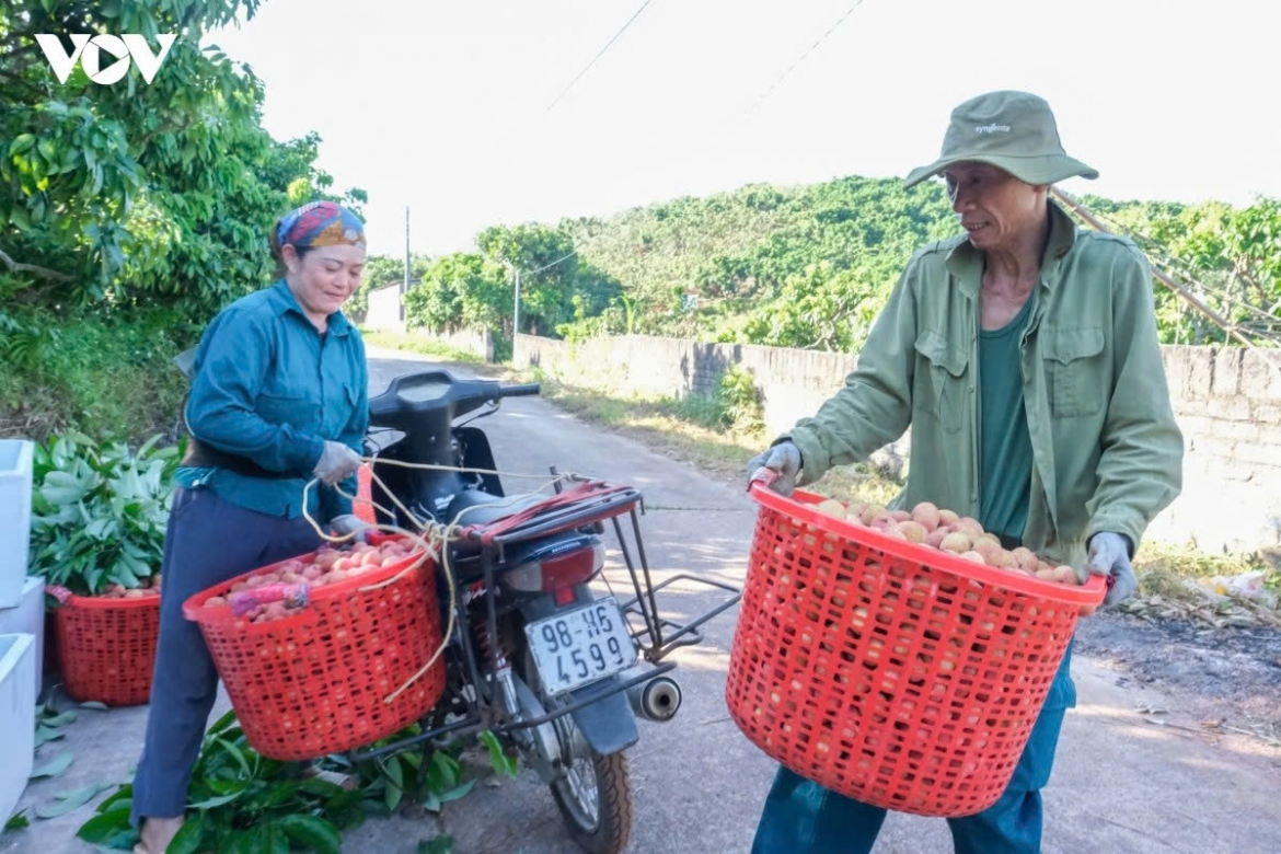 early lychee harvest begins in bac ninh amid peak heatwave picture 7