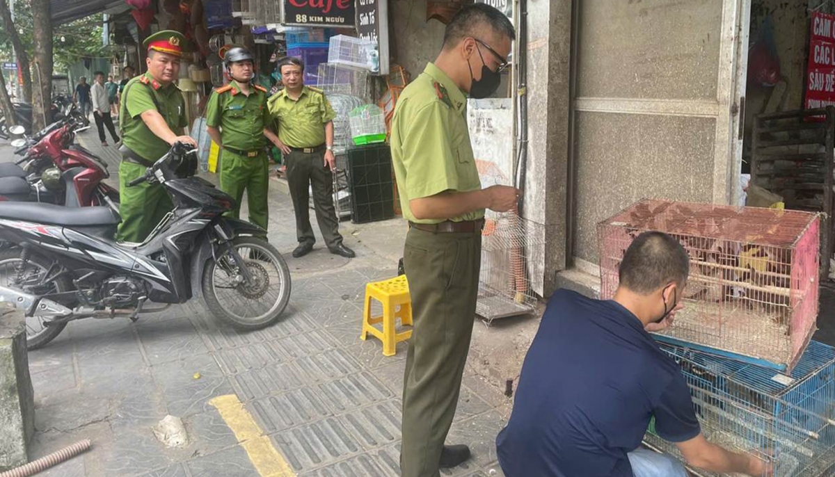 cong an bat ngo kiem tra pho chim canh o ha noi, phat hien nhieu vi pham hinh anh 1