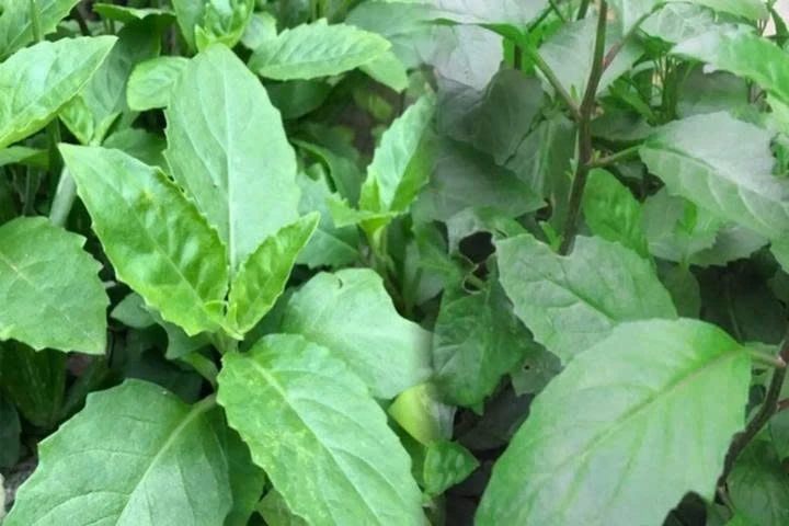 tac dung va bai thuoc tu cay bau dat hinh anh 2