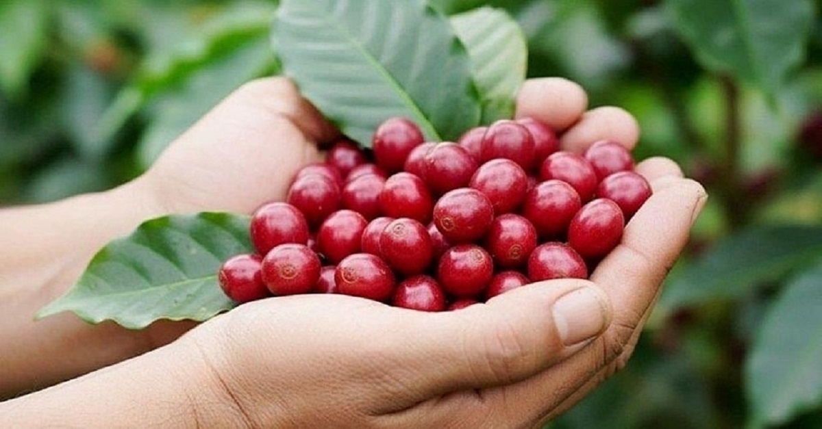 gia ca phe hom nay 2 5 ca phe trong nuoc giam 1.200 dong kg hinh anh 3