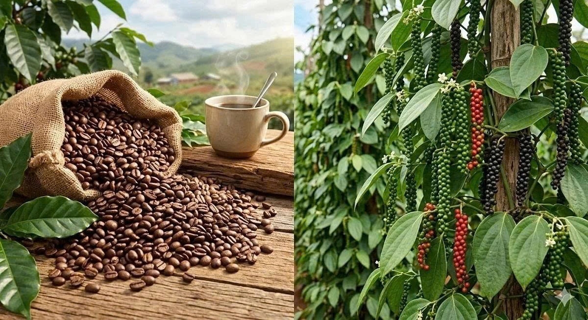 Giá cà phê hôm nay 11/5: Giá cà phê trong nước và thế giới cùng đi ngang