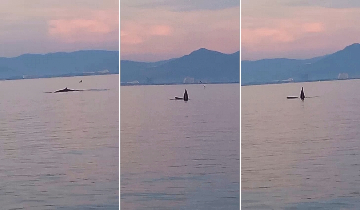 ca voi xuat hien tai vinh nha trang, ban quan ly khuyen cao du khach hinh anh 1