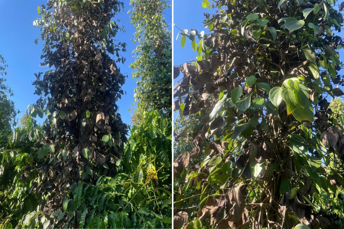 Dieu tra vu pha hoai vuon ho tieu tien ty o Dak lak hinh anh 1