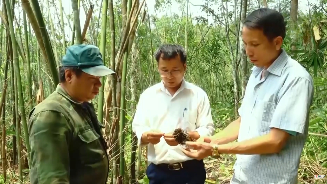 Gần 10.000 ha rừng vầu ở Thanh Hóa bị chết, người dân gặp khó khăn