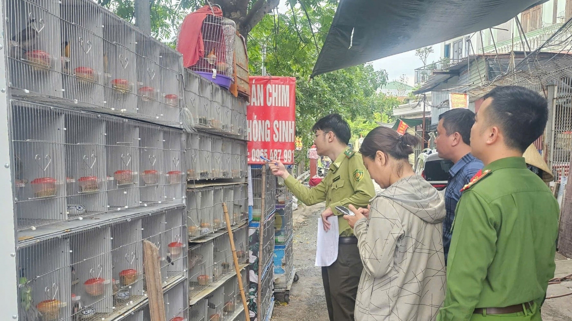 phat hien ba truong hop nuoi nhot gan 1.000 chim hoang da o hai phong hinh anh 1