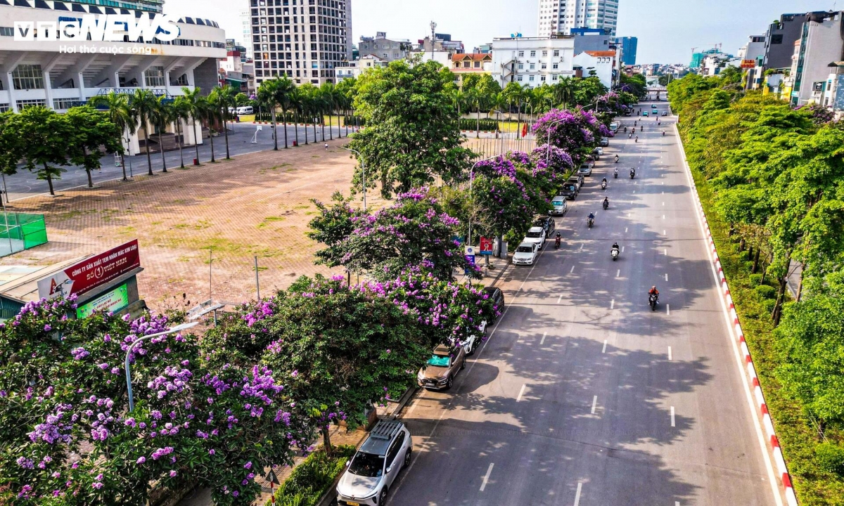 purple crape myrtle blooms colour hanoi streets in early summer picture 1