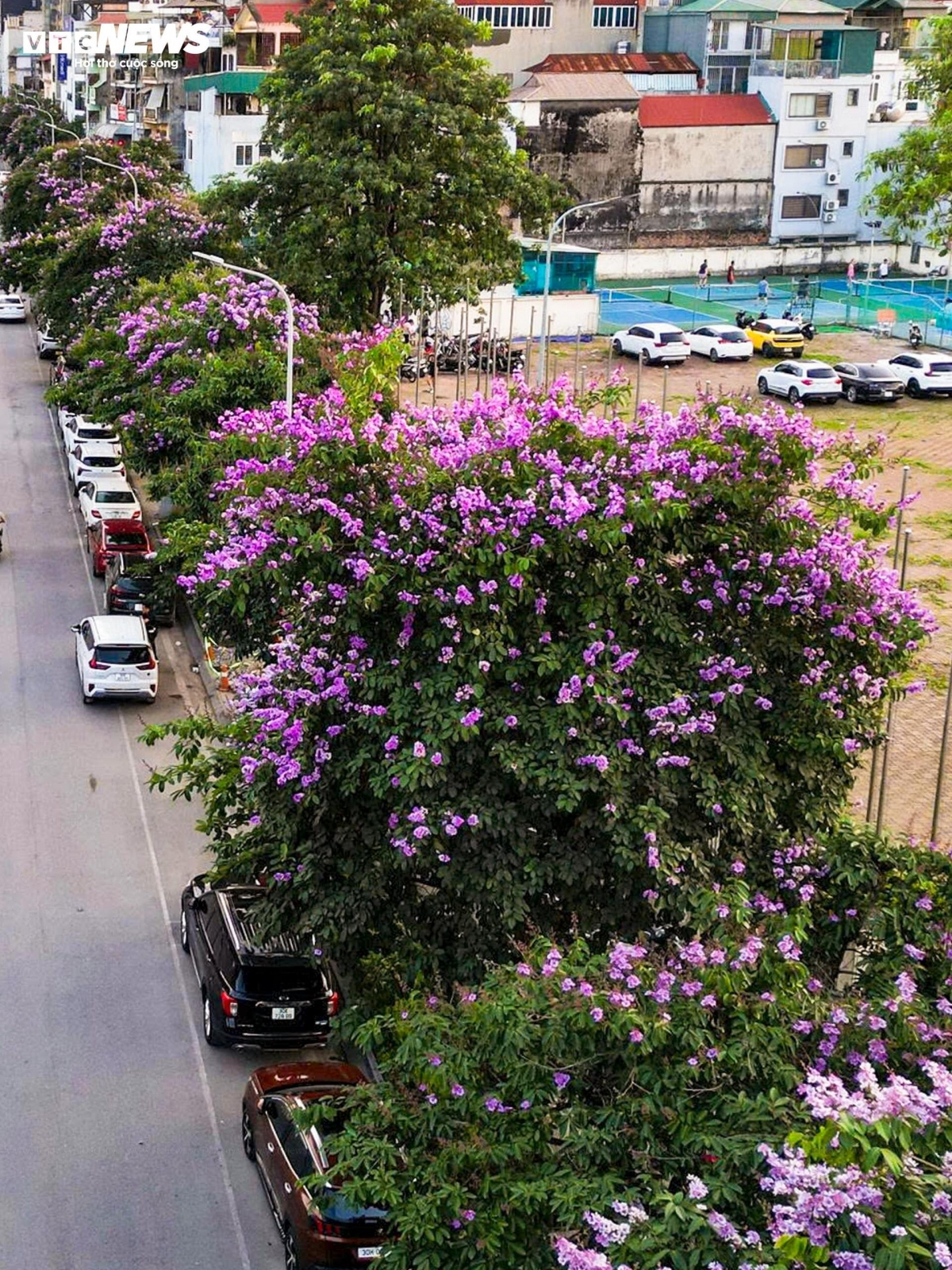purple crape myrtle blooms colour hanoi streets in early summer picture 10