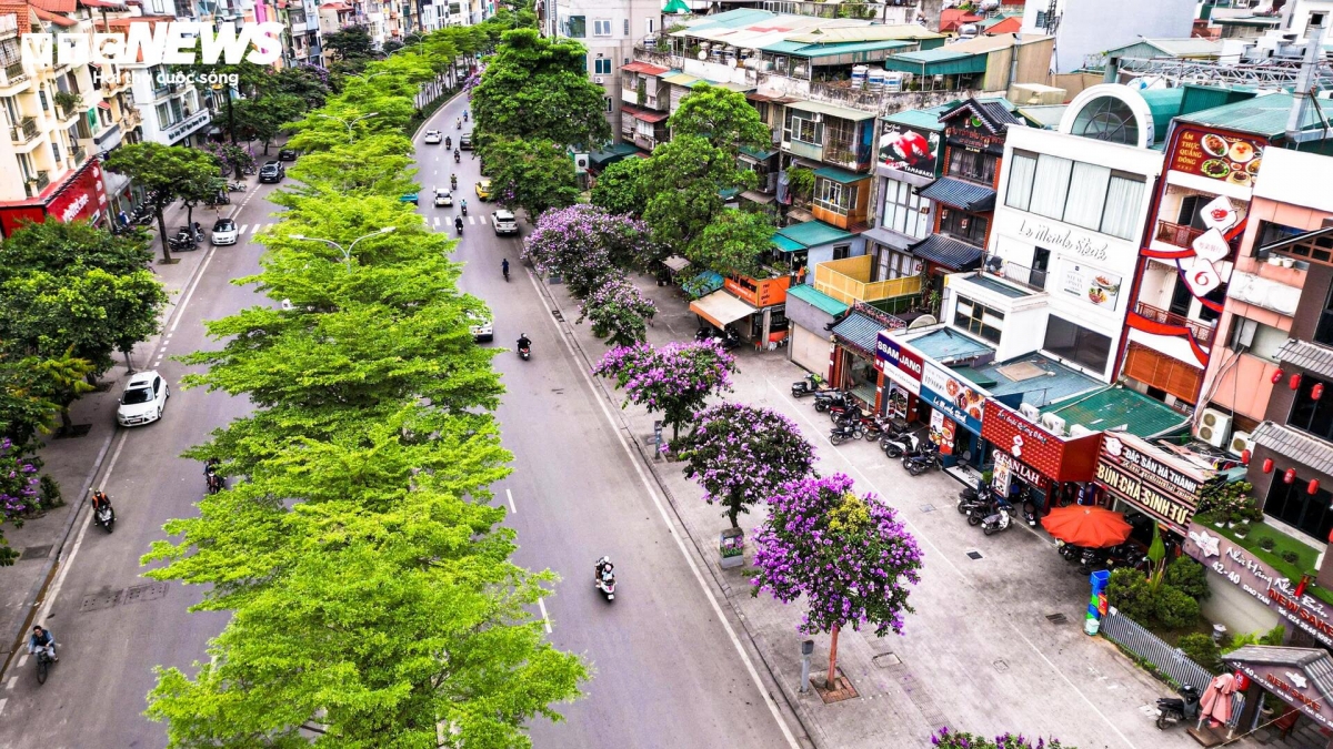 purple crape myrtle blooms colour hanoi streets in early summer picture 11