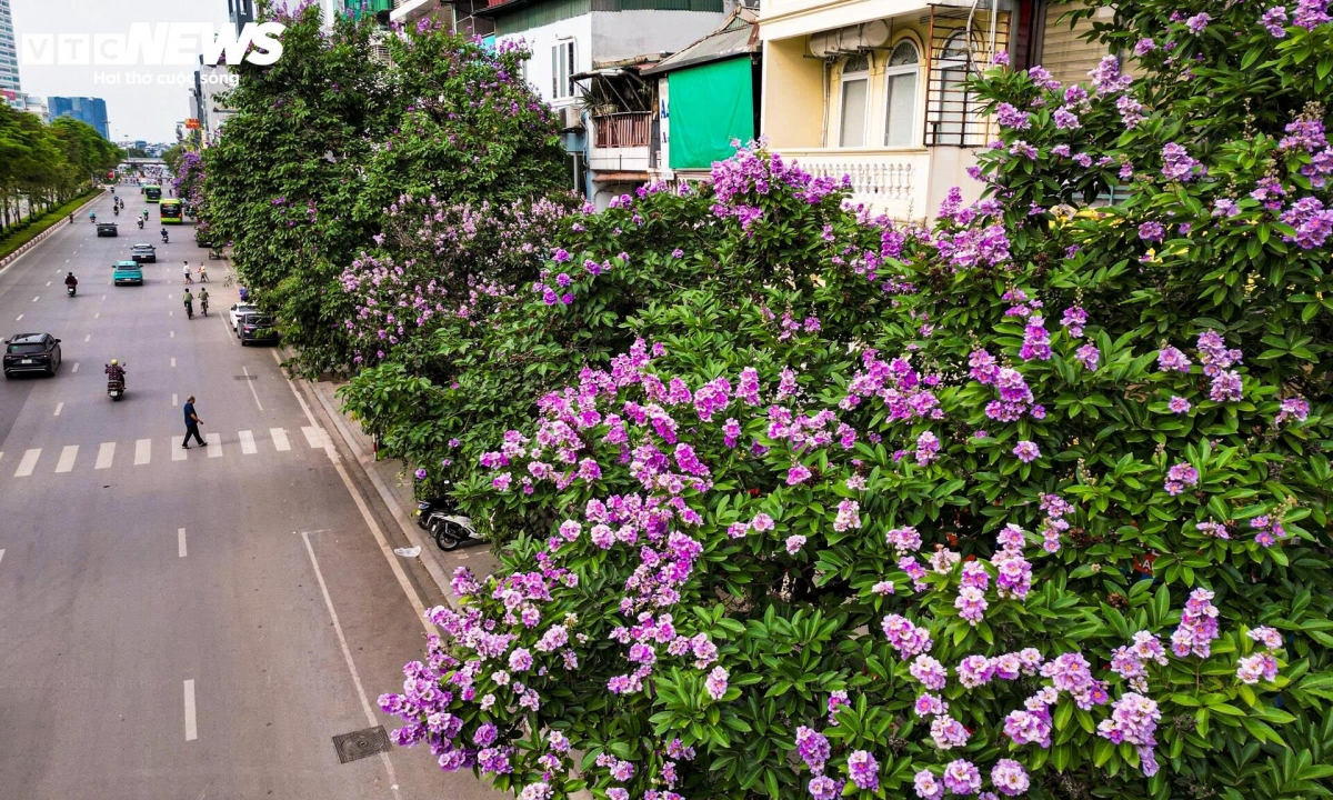 purple crape myrtle blooms colour hanoi streets in early summer picture 12