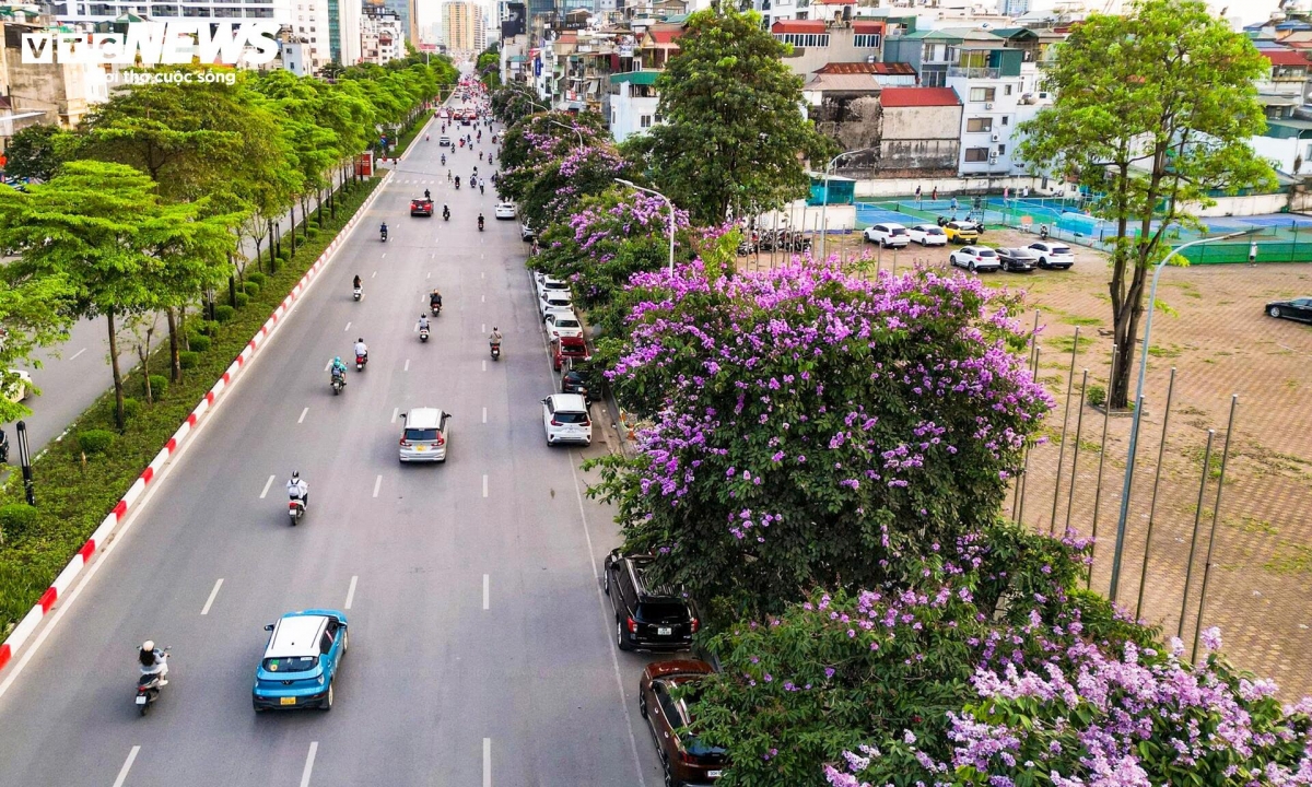purple crape myrtle blooms colour hanoi streets in early summer picture 2