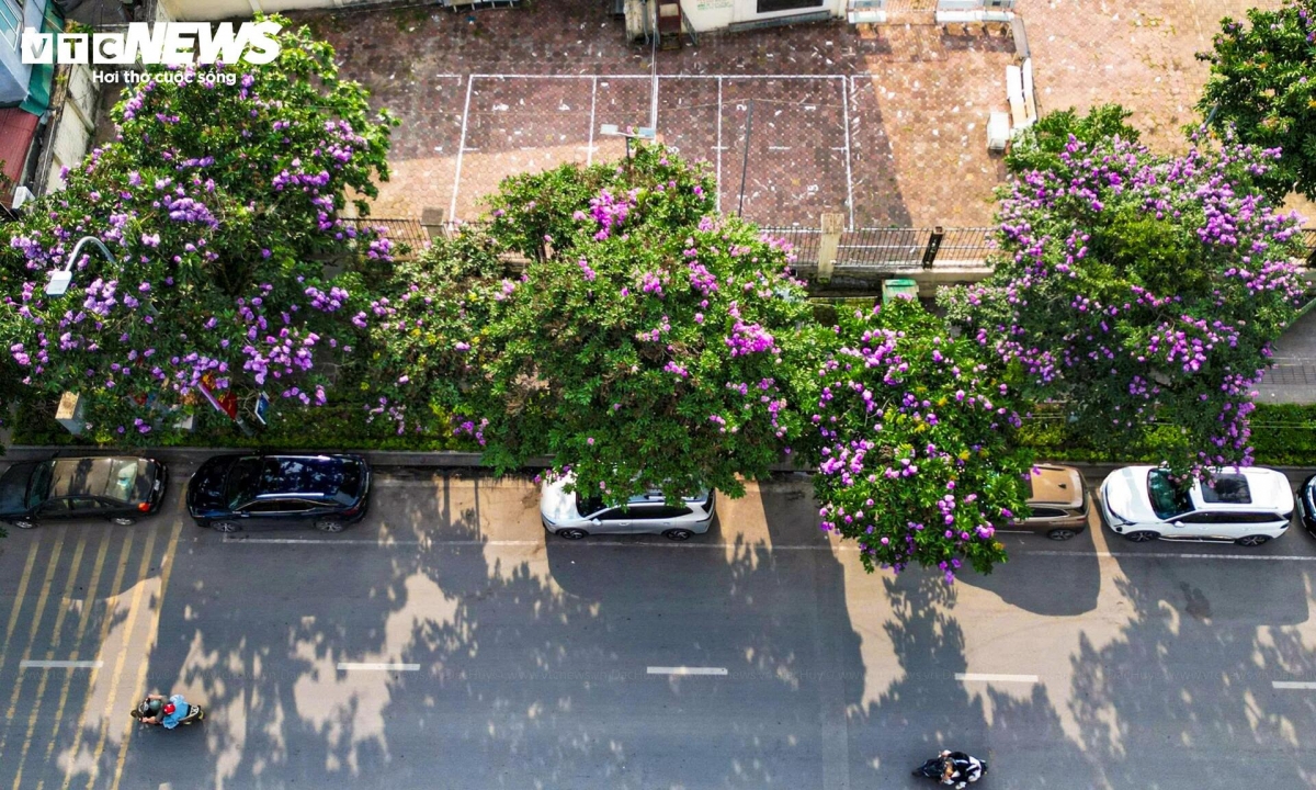 purple crape myrtle blooms colour hanoi streets in early summer picture 3