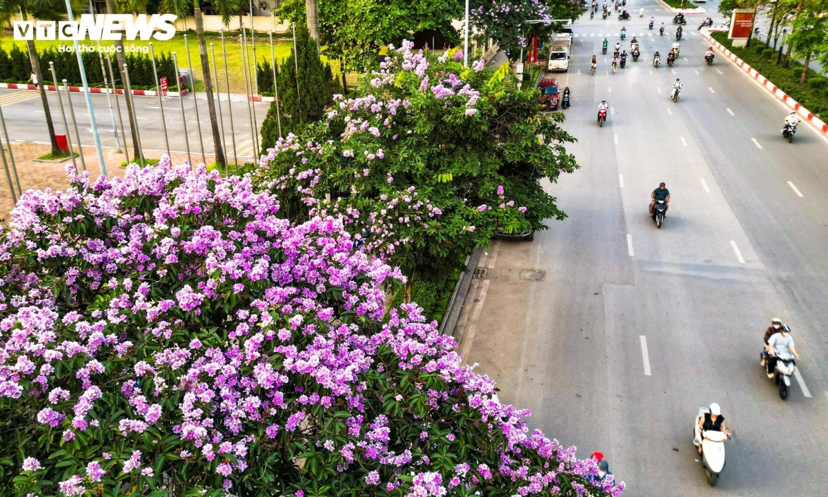purple crape myrtle blooms colour hanoi streets in early summer picture 4