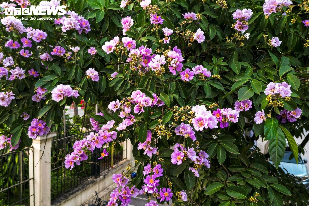 purple crape myrtle blooms colour hanoi streets in early summer picture 5