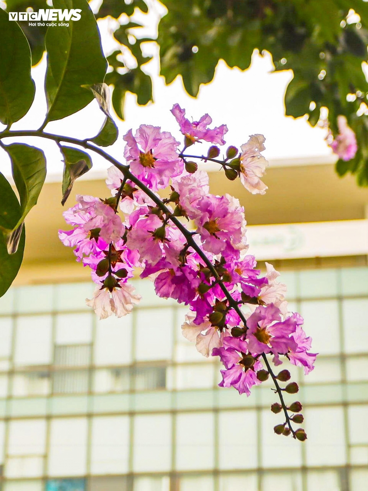 purple crape myrtle blooms colour hanoi streets in early summer picture 6