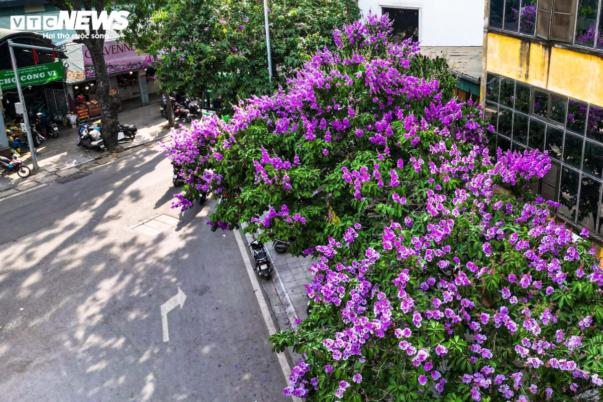 purple crape myrtle blooms colour hanoi streets in early summer picture 7