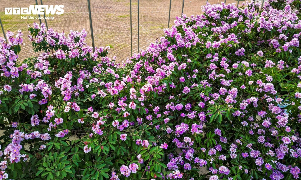 purple crape myrtle blooms colour hanoi streets in early summer picture 8