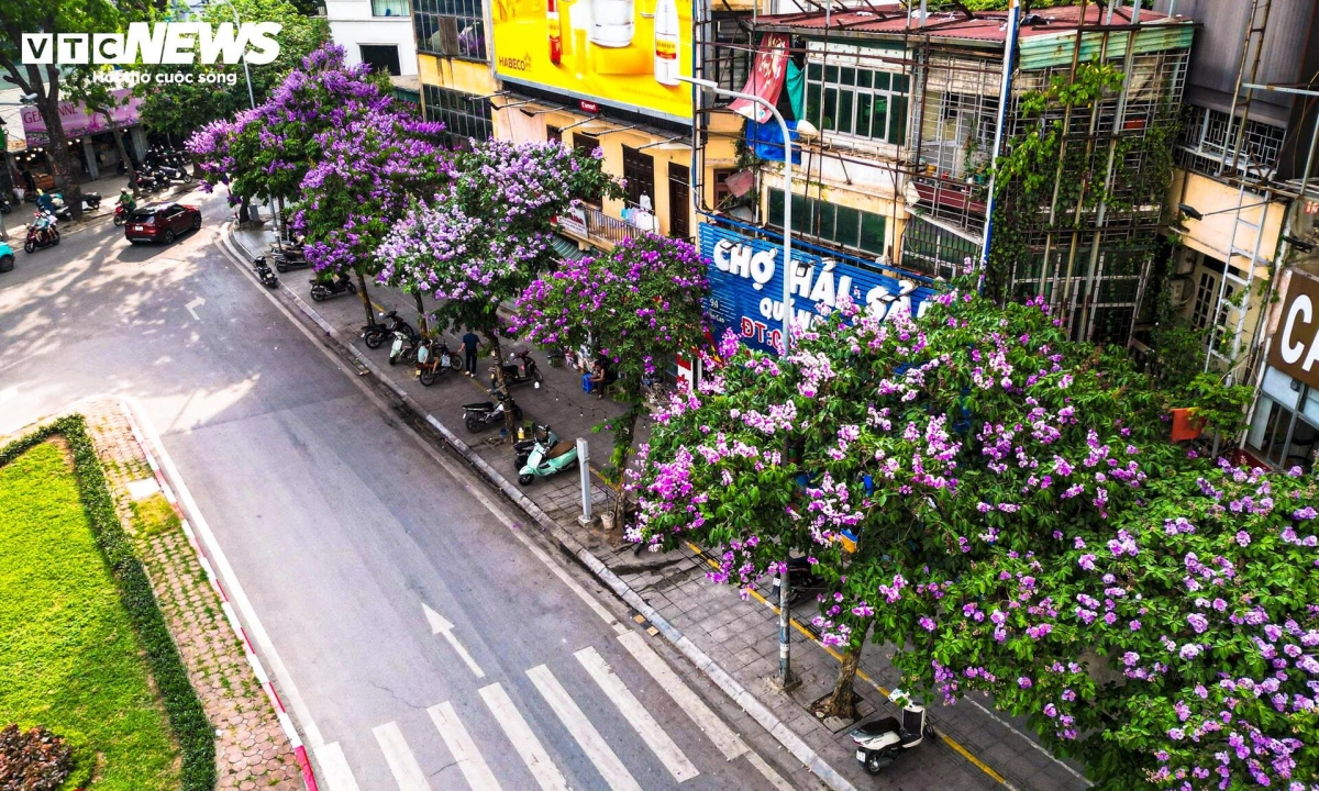 purple crape myrtle blooms colour hanoi streets in early summer picture 9