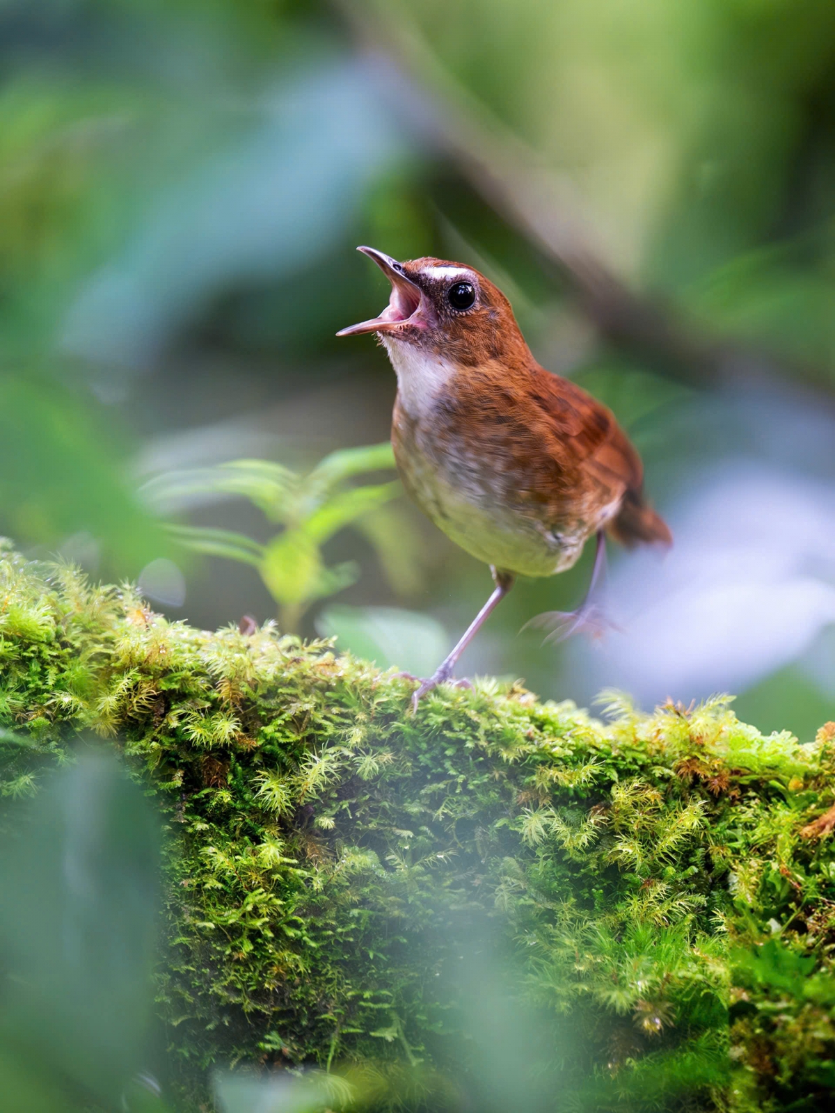 vietnam birdrace 2026 - khi canh chim ket noi, lan toa tinh yeu thien nhien hinh anh 8