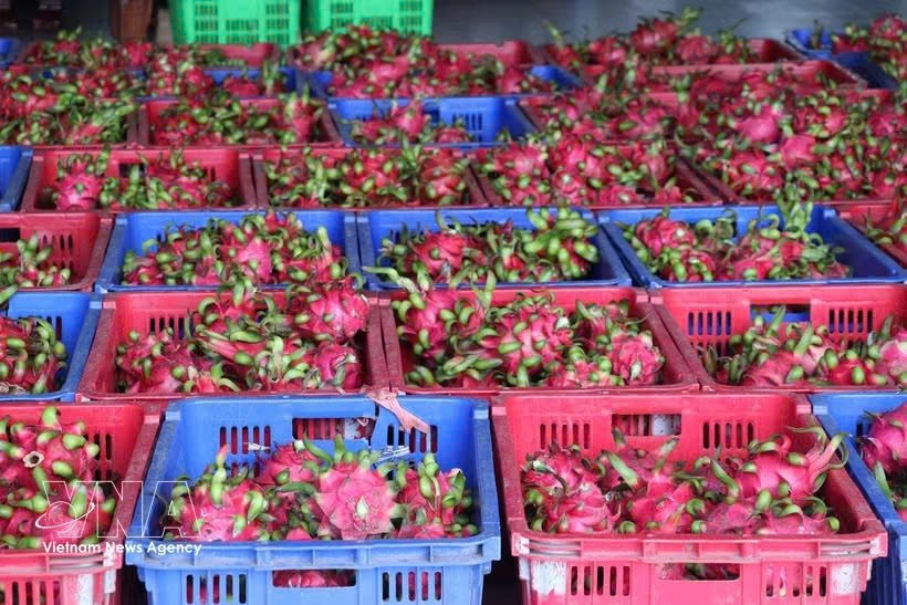 vietnam strives to sustain dragon fruit exports to eu picture 1