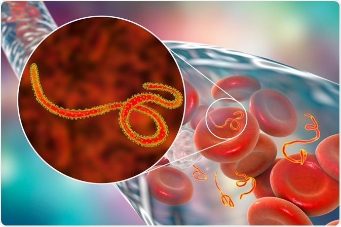 who bao dong khan ve ebola, dang ngai den dau, can lam gi de phong tranh hinh anh 1