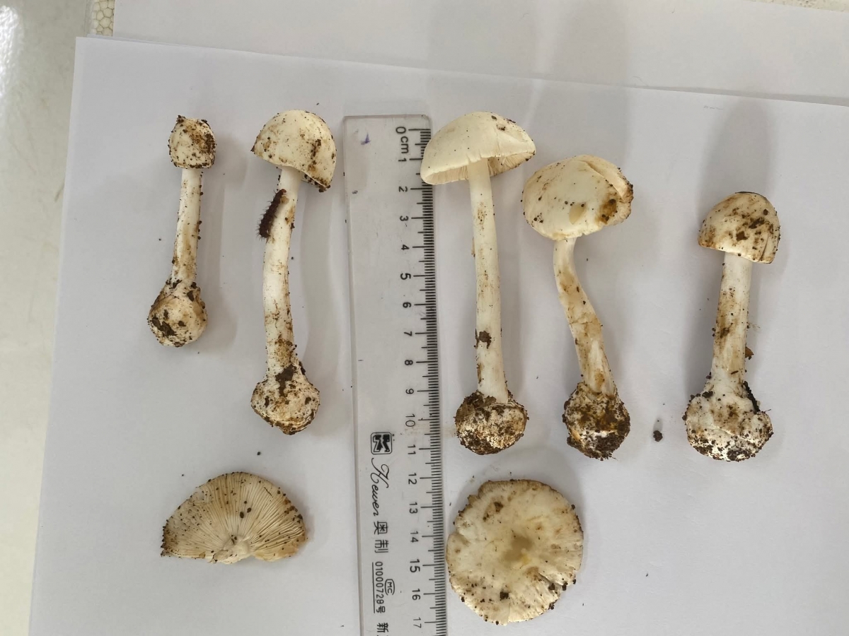 vu ngo doc nam o son la, 1 nguoi duoc xuat vien hinh anh 1