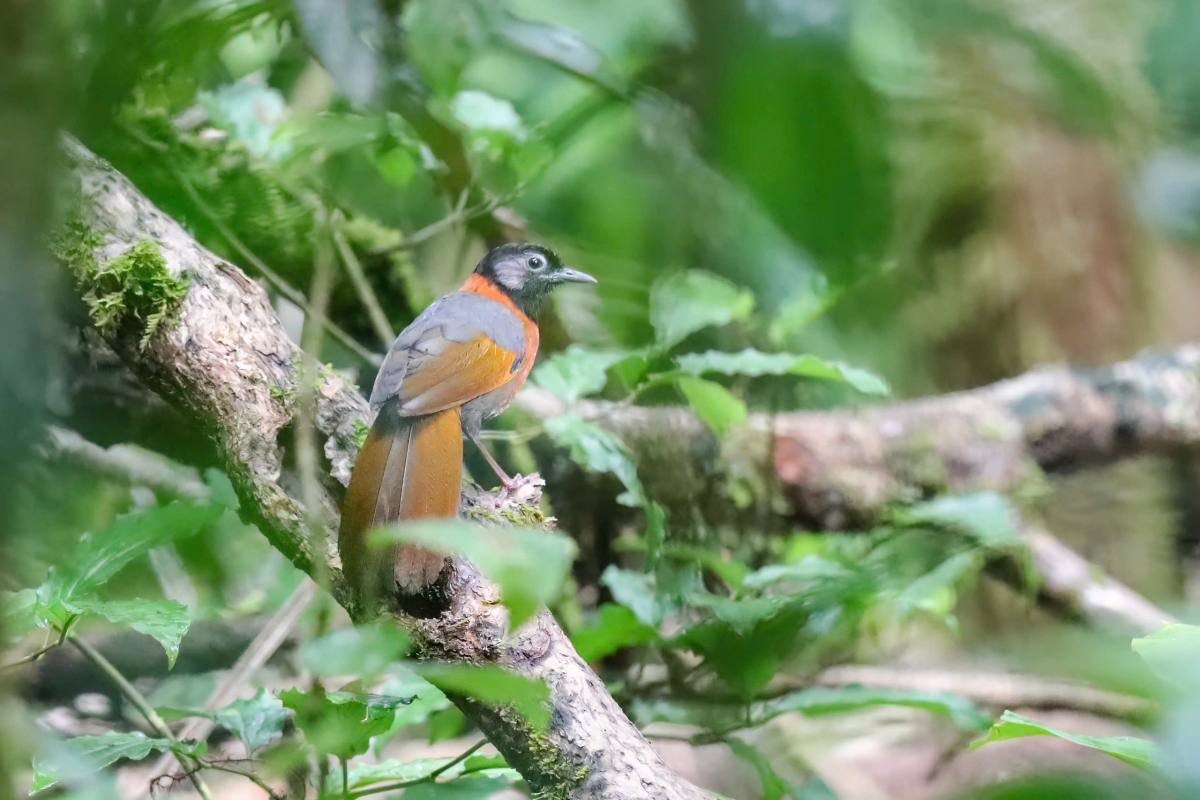 vietnam birdrace 2026 - khi canh chim ket noi, lan toa tinh yeu thien nhien hinh anh 7