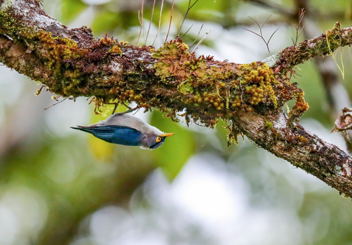 vietnam birdrace 2026 - khi canh chim ket noi, lan toa tinh yeu thien nhien hinh anh 6