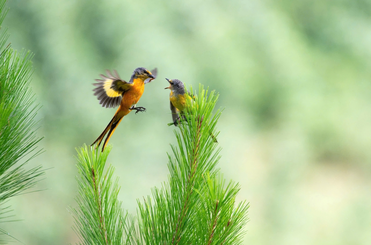 vietnam birdrace 2026 - khi canh chim ket noi, lan toa tinh yeu thien nhien hinh anh 5