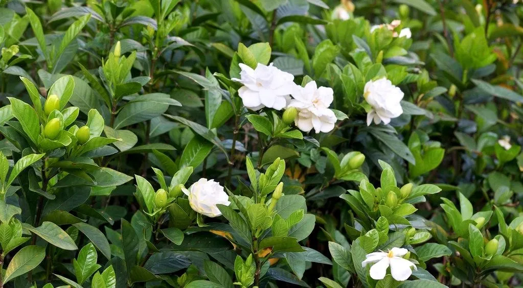 Cây thuốc đa công dụng, bộ phận nào dùng cũng siêu bổ dưỡng lại ít người biết
