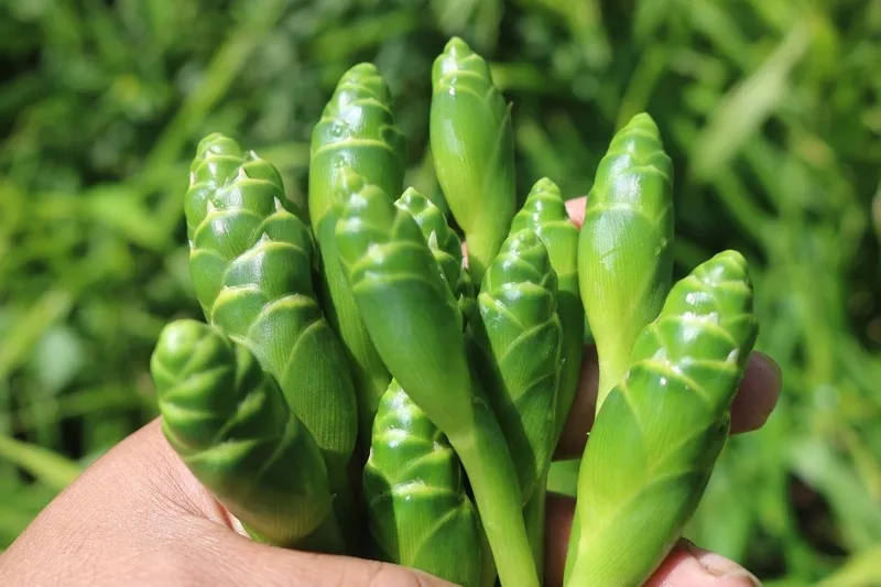 hoa gung loai dac san la mieng voi gia tri dinh duong bat ngo hinh anh 1