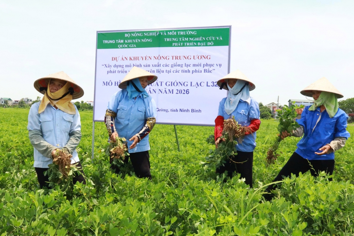 Từ hạt giống mới đến cánh đồng hàng hóa