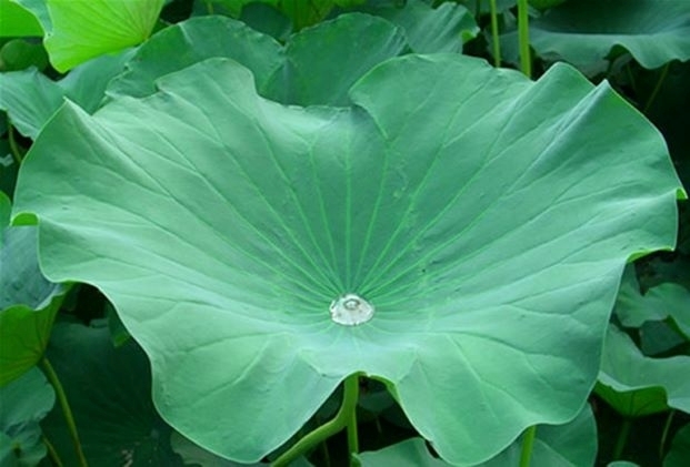 loai la to tron duoc vi nhu thuoc quy, rat quen voi nguoi viet lai co quanh nam hinh anh 1