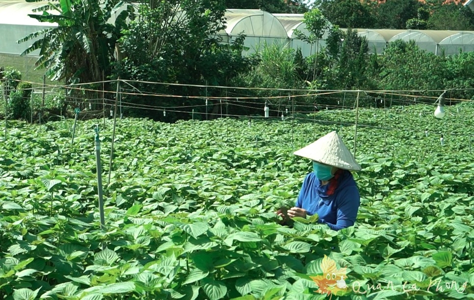 rok supports sesame farming development project in vietnam picture 1